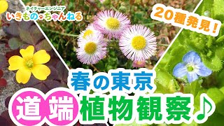 「春の東京」で道端植物観察やってみた！かわいい春の植物たちを紹介