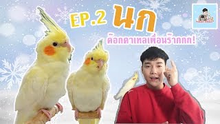 นกค๊อกคาเทล เพื่อนร๊าก EP.2 Teddy House by. Phu