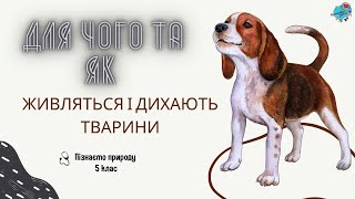 Для чого і як живляться і дихають тварини?