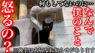 先住猫に受け入れてもらえない子猫の苦悩…【最後にお知らせがあります】