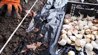 How to plant garlic in our vegetable Garden