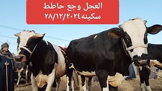 اسعار عجول اللحم بجميع الموازين سوق السبت باسنا انخفاض ملحوظ ٢٨/١٢/٢٠٢٤😱