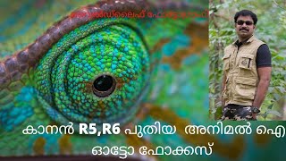 CANON R5,R6 NEW ANIMAL EYE AF | കാനൻ R5,R6 പുതിയ  അനിമൽ ഐ ഓട്ടോ ഫോക്കസ്