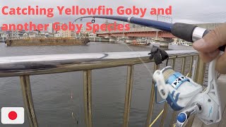 (鶴見区) -Catching Yellowfin Goby and another type of Goby in Yokohama area (Tsurumigawa)