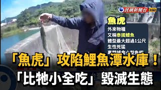 「魚虎」攻陷鯉魚潭水庫！「比牠小全吃」毀滅生態－民視新聞