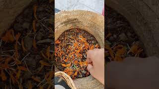 Growing marigold saplings | Shorts Gardening | Nature #youtubeshorts #gardening #shorts # marigold