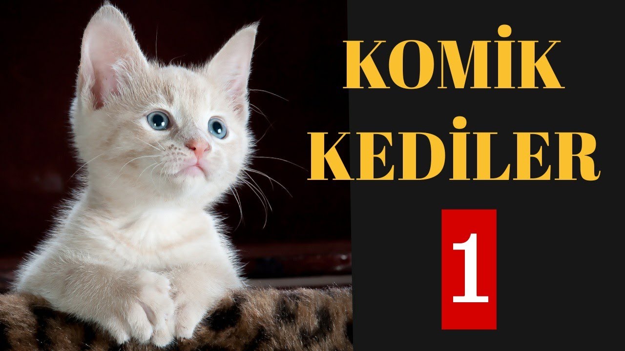 KOMİK KEDİLER 1 (Sevimli Kedi Videoları) (Şarkı Söyleyen Kediler) - YouTube