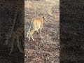 birds rush to steal cheetah s prey