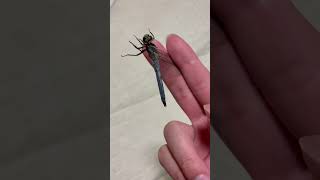 【dragonfly】こう見えて雌なんです【シオカラトンボ】