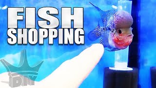 SHOPPING FOR NEW FISH!!!