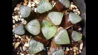 Haworthia Collection 多肉植物ハオルチア 다육식물 แคคตัส