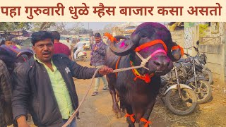 पहा गुरुवारचा धुळे म्हैस बाजार कसा असतो संध्याकाळी live Dhule Buffalo Market ||