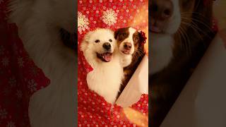 My dogs try the Christmas wrapper trend!🎄Results are priceless 🥹 #christmas #samoyed #cutedog #dog