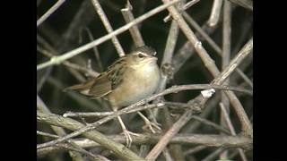 シベリアセンニュウ（1）迷鳥または冬鳥（与那国島、金武町（沖縄本島）、タイ） - Pallas's grasshopper warbler - Wild Bird - 野鳥 動画図鑑