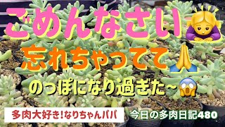 【多肉植物】【ガーデニング】【乙女心】救出するはずが⁉️😱また❗️やっちまった〜😅　　多肉大好き！なりちゃんパパ　多肉奮闘記その480