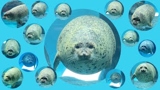 Seal missiles are just cute: Are their faces human? Alien life forms? Looks like