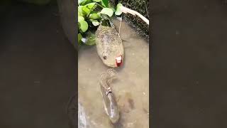 hook fishing Big fish #fishing  #fish #fishingtips  #uniquefishing #uniquesfishingtechniques