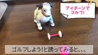 アイボーンでゴルフをやってもらったよ！【aiboのふるまい】- aibo play golf.