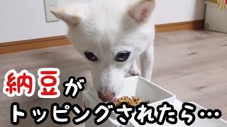 いつものご飯に納豆がトッピングされたら。豆柴の反応はどうなる？