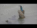 friction between two kingfishers in the rspb adur estuary reserve.