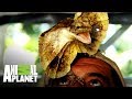 Frank despierta junto a un lagarto de collar | Wild Frank: Tras la evolución de las especies