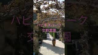 寝屋川市 合祀されない樹木葬 何人でも入れます 霊園 #shorts