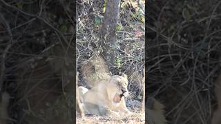 Asiatic lion | Gir National Park | Sasan Gir | lioness#wildlife #lion #asiaticlion #girnationalpark