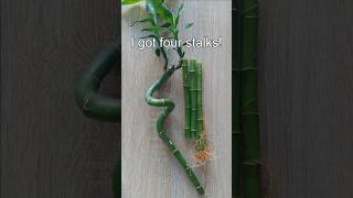 🌿 How To Propagate Lucky Bamboo In Water 🌿| Easy Lucky Bamboo propagation | How to cut Lucky Bamboo