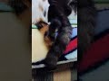 cat tail 　　　　　　　　　　　　　　　　ねこのふりふりしっぽ