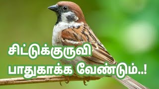 🐦🐦சிட்டுக்குருவி பாதுகாக்க வேண்டிய ஒன்று நம் நாட்டில் 🐦🐦 மீதம் உள்ளவற்றை பாதுகாப்போம் 🐦🐦 MCB