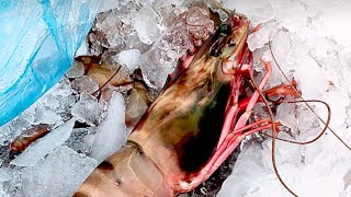 ఫిషింగ్ హార్బర్ లో చేపలు చాలా చౌకగా|cheap and best|#fish |#market |#vizag