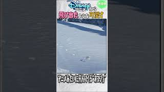 ポケモンより可愛くね？