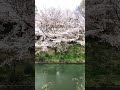 20240406 京都　伏見の桜 湊川沿いにも立派な桜が立ち並んでいるので、少し足を伸ばしてみるのも良いかも！ shorts