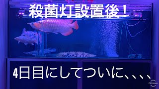 殺菌灯設置後ライト点灯4日目！アロワナ水槽の苔の状態を確認！熱帯魚 アクアリウム arowana