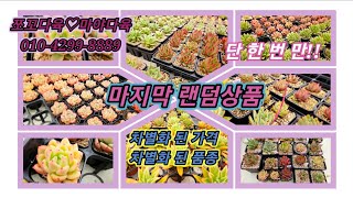 #쪼꼬다육 #마지막 고급종랜덤#多肉植物 #다육식물 #succulent #