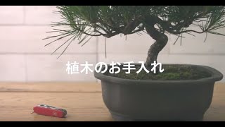 ビクトリノックス・マルチツールの使い方 - 『植木のお手入れ』編