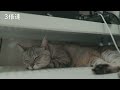 暖かいpcの上で寝る猫とブチギレ