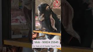 Khalnayak Heavy Kota Goat for Sale.  #shorts #viral  #trending  #goats