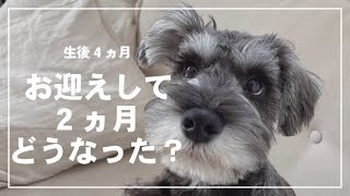 ミニチュアシュナウザーの子犬をお迎えしてから2か月後