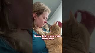 Why Your Cat Knead You