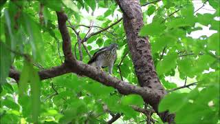 鳳頭蒼鷹獵松鼠!