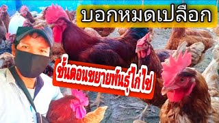 บอกหมดเปลือก วิธีเพาะพันธุ์ไก่ไข่ #การเลี้ยงไก่ไข่  #อุ๋งอิ๋งฟาร์ม