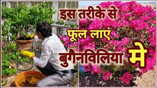 क्या आपके बुगेन्विलिया मे फूल नहीं आ रहे हैं ? ये तरीका अपनाएं / Bougainvillea flowering Tricks