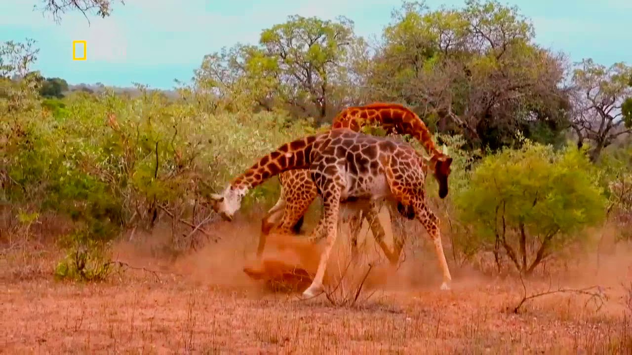 Jirafa Vs Jirafa Amv Linkin Park Youtube