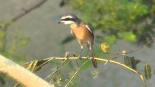 20150421 : Brown Shrike