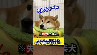 Shiba Inu: failed and successful ways to raise them #shibadog #shibainu #sibainu #lifewithdogs #s...