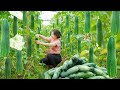 Use Horses To Harvest Many Cucumbers To Bring Back To The Market To Sell... Đặng Tiểu Huyền