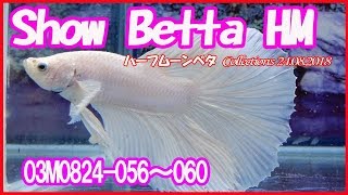 高知熱帯魚サービス　03M0824 056～060