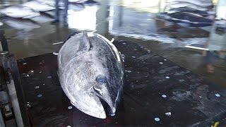 クロマグロ大漁　京都府北部中心の定置網