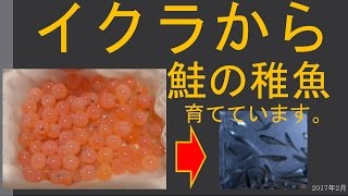 イクラを孵化させて鮭の稚魚を育てています。